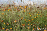 Oranje havikskruid (Hieracium aurantiacum)