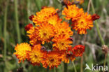 Oranje havikskruid (Hieracium aurantiacum)