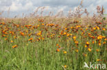 orange hawkweed (Hieracium aurantiacum)