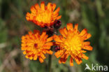 Oranje havikskruid (Hieracium aurantiacum)