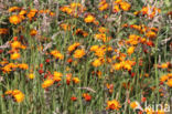 Oranje havikskruid (Hieracium aurantiacum)