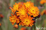 Oranje havikskruid (Hieracium aurantiacum)