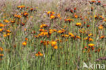 Oranje havikskruid (Hieracium aurantiacum)