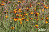 Oranje havikskruid (Hieracium aurantiacum)