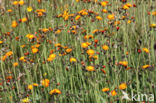 Oranje havikskruid (Hieracium aurantiacum)