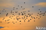 European Starling (Sturnus vulgaris)