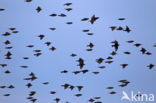 European Starling (Sturnus vulgaris)