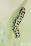 Kuifvlinder (Shargacucullia verbasci)