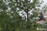 European Starling (Sturnus vulgaris)