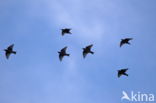 European Starling (Sturnus vulgaris)