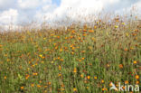 Oranje havikskruid (Hieracium aurantiacum)