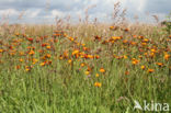 Oranje havikskruid (Hieracium aurantiacum)