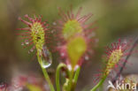 Oblong-leaved Sundew (Drosera intermedia)