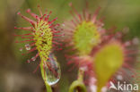 Oblong-leaved Sundew (Drosera intermedia)