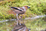 Appelvink (Coccothraustes coccothraustes)