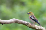 Hawfinch (Coccothraustes coccothraustes)