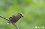 Hawfinch (Coccothraustes coccothraustes)