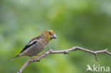 Hawfinch (Coccothraustes coccothraustes)