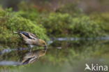 Hawfinch (Coccothraustes coccothraustes)