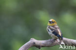 Appelvink (Coccothraustes coccothraustes)