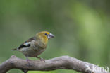 Hawfinch (Coccothraustes coccothraustes)