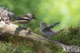 Hawfinch (Coccothraustes coccothraustes)