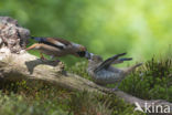 Hawfinch (Coccothraustes coccothraustes)