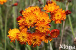 Oranje havikskruid (Hieracium aurantiacum)