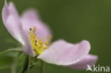 Hondsroos (Rosa canina)