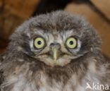 Little Owl (Athene noctua)