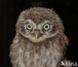 Little Owl (Athene noctua)