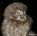 Little Owl (Athene noctua)