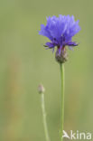 Korenbloem (Centaurea cyanus)