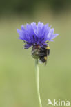 Cornflower (Centaurea cyanus)