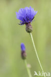 Cornflower (Centaurea cyanus)