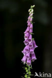 Vingerhoedskruid (Digitalis spec.)