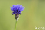 Korenbloem (Centaurea cyanus)