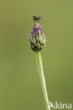 Korenbloem (Centaurea cyanus)