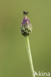 Cornflower (Centaurea cyanus)