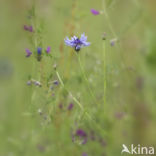 Cornflower (Centaurea cyanus)