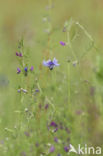 Cornflower (Centaurea cyanus)