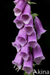 Vingerhoedskruid (Digitalis spec.)