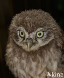 Little Owl (Athene noctua)