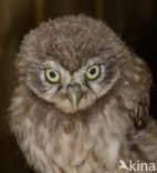 Little Owl (Athene noctua)