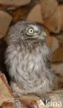 Little Owl (Athene noctua)