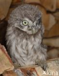 Little Owl (Athene noctua)