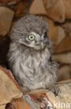 Little Owl (Athene noctua)
