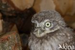 Little Owl (Athene noctua)