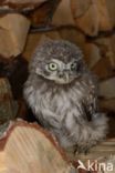 Little Owl (Athene noctua)