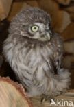 Little Owl (Athene noctua)